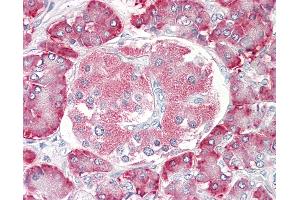 Anti-PDIA2 antibody IHC of human pancreas. (PDIA2 Antikörper  (AA 477-489))