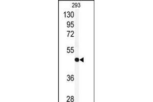 Western blot analysis of anti-RFC3 Antibody (Center) (ABIN389382 and ABIN2839477) in 293 cell line lysates (35 μg/lane).