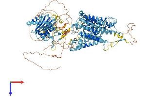 SLC4A4 Protein (AA 1-1079) (His tag)
