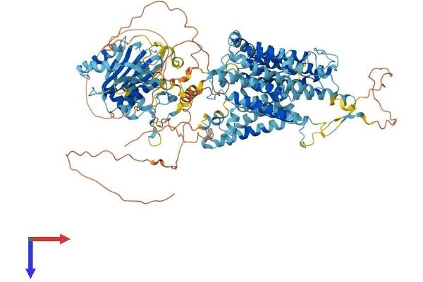 SLC4A4 Protein (AA 1-1079) (His tag)