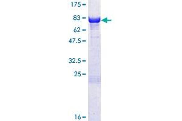 PRKAR1B Protein (AA 1-381) (GST tag)