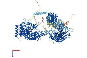 NOS2 Protein (AA 1-1153) (His tag)