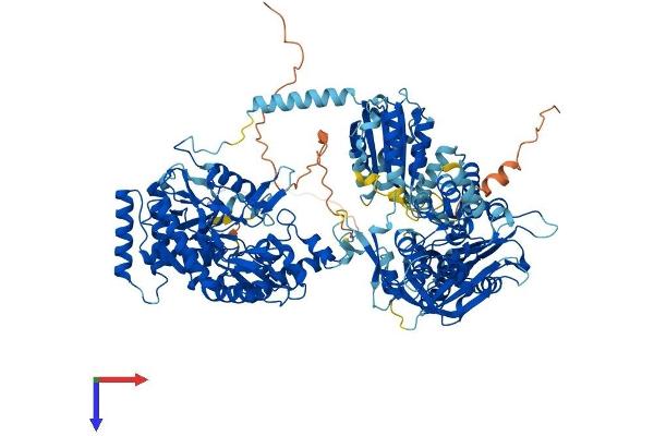 NOS2 Protein (AA 1-1153) (His tag)
