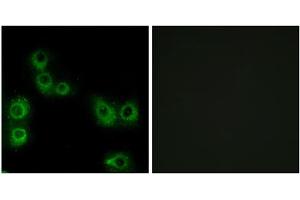 Immunofluorescence analysis of MCF-7 cells, using MRGX3 antibody. (MRGPRX3 Antikörper  (Internal Region))