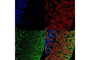 Immunohistochemistry analysis using Mouse Anti-Alpha Synuclein Monoclonal Antibody, Clone 3C11 (ABIN5564069).