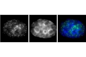 RNA pol II phospho Ser7 antibody (mAb) (Clone 3D4A12) tested by Immunofluorescence. (Rpb1 CTD Antikörper  (Ser7))