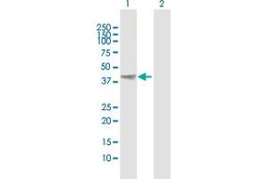 Western Blot analysis of AHSA1 expression in transfected 293T cell line by AHSA1 MaxPab polyclonal antibody. (AHSA1 Antikörper  (AA 1-338))