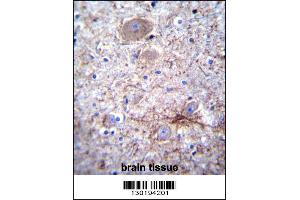 PCDHA7 Antibody immunohistochemistry analysis in formalin fixed and paraffin embedded human brain tissue followed by peroxidase conjugation of the secondary antibody and DAB staining. (PCDHA7 Antikörper  (AA 272-300))