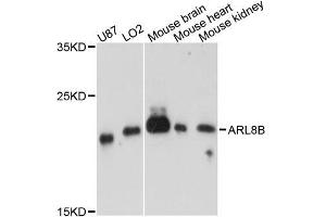 Western blot analysis of extracts of various cell lines, using ARL8B antibody (ABIN5995750) at 1:3000 dilution. (ARL8B Antikörper)