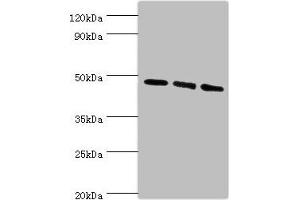 Western blot All lanes: WIPI1 antibody at 6 μg/mL Lane 1: 293T whole cell lysate Lane 2: NIH/3T3 whole cell lysate Lane 3: Mouse skeletal muscle tissue Secondary Goat polyclonal to rabbit IgG at 1/10000 dilution Predicted band size: 49 kDa Observed band size: 49 kDa
