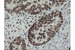 Image no. 7 for anti-Transducin-Like Enhancer of Split 1 (E(sp1) Homolog, Drosophila) (TLE1) (AA 180-460) antibody (ABIN1491050)