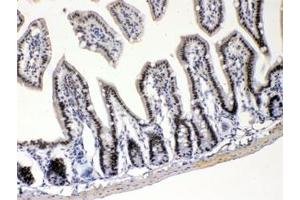 IHC testing of FFPE mouse intestine with E2F4 antibody at 1ug/ml. (E2F4 Antikörper  (AA 106-144))