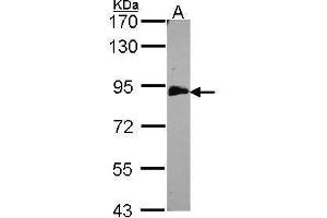 WB Image Sample (30 ug of whole cell lysate) A: H1299 7.