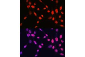 Immunofluorescence analysis of NIH-3T3 cells using MonoMethyl-Histone H2B-K5 antibody (ABIN7267735) at dilution of 1:100.