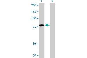 Western Blot analysis of HABP2 expression in transfected 293T cell line by HABP2 MaxPab polyclonal antibody. (HABP2 Antikörper  (AA 1-560))
