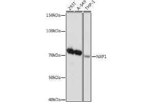 Western blot analysis of extracts of various cell lines, using NXF1 Rabbit mAb (ABIN7269023) at 1:1000 dilution. (NXF1 Antikörper)