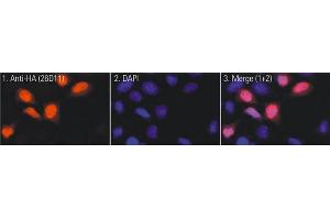 Immunofluorescence (IF) image for anti-HA-Tag antibody (ABIN1107479)