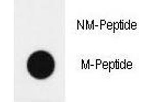 Dot blot analysis of H4 antibody (Methyl 2/methylation-specific). (HIST1H4A Antikörper  (meLys20))
