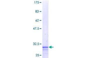 ZC3HC1 Protein (AA 1-51) (GST tag)