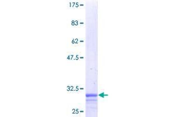 ZC3HC1 Protein (AA 1-51) (GST tag)