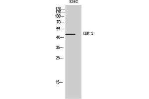 Western Blot analysis of K562 cells using CKR-2 Polyclonal Antibody.