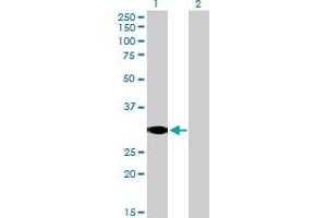 Western Blot analysis of SCP2 expression in transfected 293T cell line by SCP2 MaxPab polyclonal antibody. (SCP2 Antikörper  (AA 1-322))