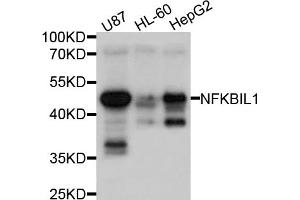 Western blot analysis of extracts of various cell lines, using NFKBIL1 antibody (ABIN4904528) at 1:1000 dilution. (NFKBIL1 Antikörper)