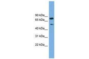 Image no. 1 for anti-RNA Binding Motif Protein 42 (RBM42) (AA 323-372) antibody (ABIN6744702) (RBM42 Antikörper  (AA 323-372))
