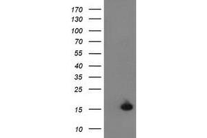 Image no. 1 for anti-Ubiquitin-Like 4A (UBL4A) antibody (ABIN1501651) (UBL4A Antikörper)