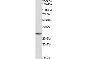 ABIN571226 (1µg/ml) staining of K562 cell lysate (35µg protein in RIPA buffer). (PSMA4 Antikörper  (Internal Region))