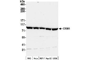 Western Blotting (WB) image for anti-Exportin 1 (XPO1) (C-Term) antibody (ABIN7453427)