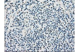 Image no. 9 for anti-P450 (Cytochrome) Oxidoreductase (POR) antibody (ABIN1497744) (POR Antikörper)