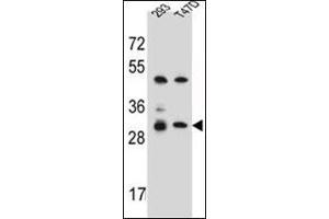 Western blot analysis of OR4P4 Antibody (C-term) in 293, T47D cell line lysates (35ug/lane). (OR4P4 Antikörper  (C-Term))