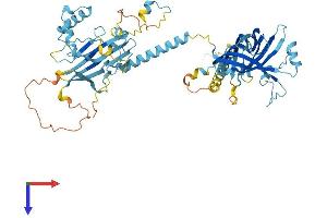 MKS1 Protein (AA 1-559) (His tag)