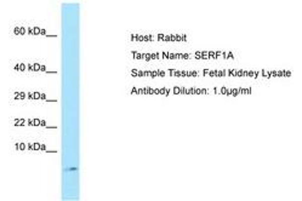 SERF1A Antikörper  (C-Term)