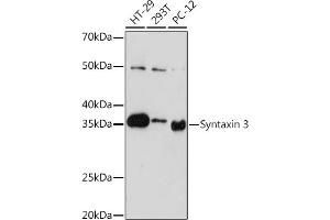 Western blot analysis of extracts of various cell lines, using Syntaxin 3 Rabbit mAb (ABIN7270686) at 1:1000 dilution. (STX3 Antikörper)