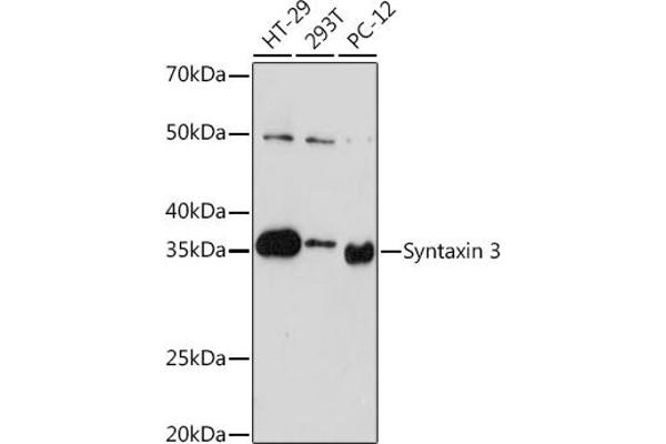 STX3 Antikörper
