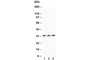 Western Blotting (WB) image for anti-Caspase 3 (CASP3) (AA 67-175) antibody (ABIN3030302)