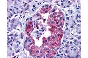 Anti-GIPR antibody IHC of human pancreas. (GIPR Antikörper  (N-Term))