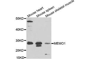 Western blot analysis of extracts of various cells, using MEMO1 antibody. (MEMO1 Antikörper)