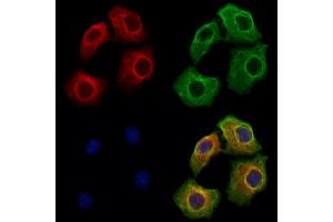 ABIN6262587 and ABIN6273127 staining Hela cells by IF/ICC. (INHBA Antikörper  (Internal Region))