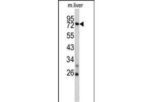 Western blot analysis of TNFAIP2 antibody (Center) (ABIN390522 and ABIN2840874) in mouse liver lysates (35 μg/lane). (TNFAIP2 Antikörper  (AA 456-484))