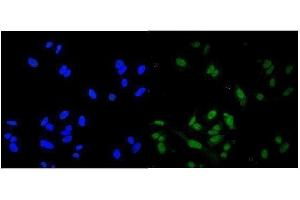 anti-Ring-Box 1, E3 Ubiquitin Protein Ligase (RBX1) (AA 76-108), (C-Term) antibody