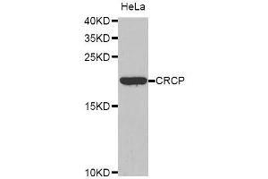 Western blot analysis of extracts of HeLa cells, using CRCP antibody. (CRCP Antikörper  (AA 1-115))