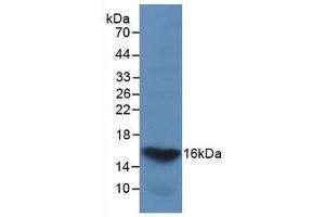Detection of Recombinant GAL2, Human using Monoclonal Antibody to Galectin 2 (GAL2) (Galectin 2 Antikörper  (AA 1-132))