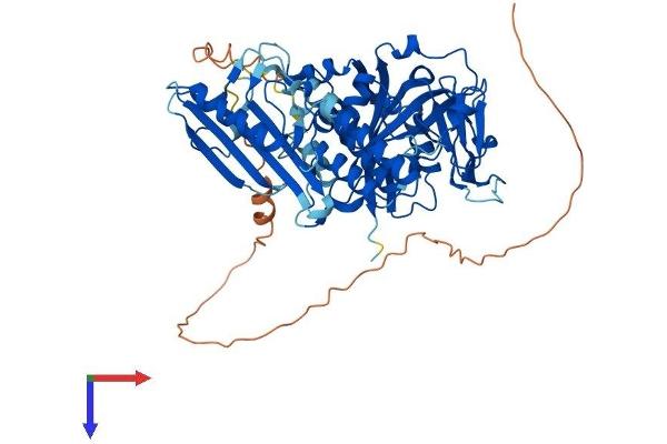 PARP2 Protein (AA 1-583) (His tag)
