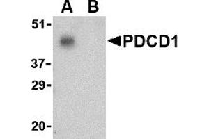 Western Blotting (WB) image for anti-Programmed Cell Death 1 (PDCD1) (C-Term) antibody (ABIN1030570) (PD-1 Antikörper  (C-Term))