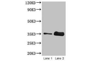 Western blot All lanes: Wheat Gliadin at 2 μg/mL Lane 1: Wheat flour at 2 μg Lane 2: Wheat flour at 10 μg Secondary Goat polyclonal to rabbit IgG at 1/15000 dilution Predicted band size: 35 kDa Observed band size: 35 kDa (Gliadin Antikörper)
