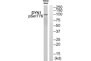 Western blot analysis of extracts from Mouse brain cells, using DYN1 (Phospho-Ser778) antibody. (Dynamin 1 Antikörper  (pSer778))
