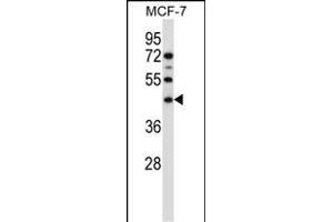 SGMS1 Antibody (N-term) (ABIN657485 and ABIN2846514) western blot analysis in MCF-7 cell line lysates (35 μg/lane). (Sphingomyelin Synthase 1 Antikörper  (N-Term))